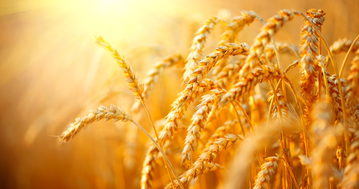 Fields of Gold, Sting, Song, Love, Ballade, Relationships, Commitment.