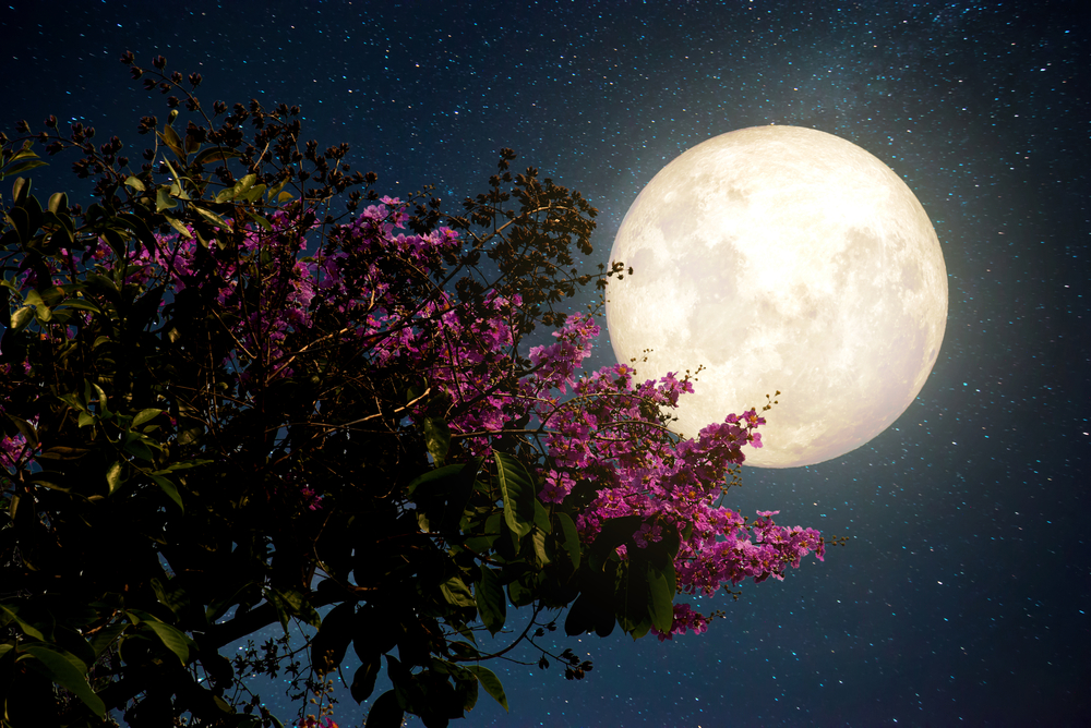 Full moon overlooking a Japanese tree garden.